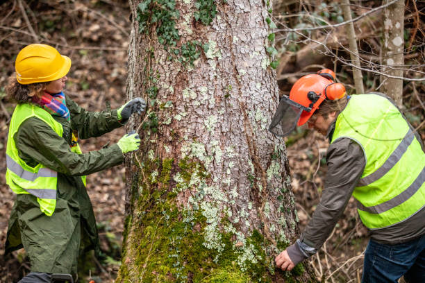 Best Hazardous Tree Removal  in Centereach, NY