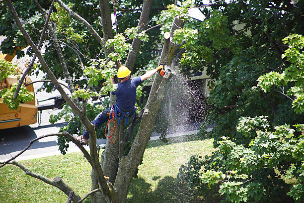 Best Palm Tree Trimming  in Centereach, NY